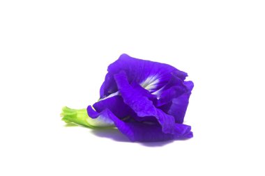 Beyaz bir arkaplana yerleştirilmiş 1 mor bezelye çiçeği. (Kırpma Yolu ile).