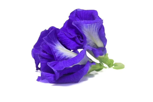 Фиолетовый Гороховый Цветок Помещен Белом Фоне Clipping Path — стоковое фото