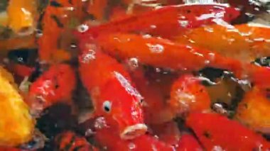 Koi bok balığı yüzme videosu.