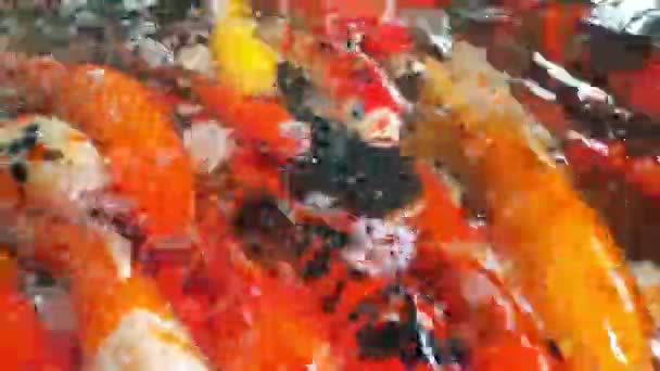 Koi merda nuoto pesce . — Video Stock