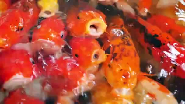 Кои дерьмо рыбы в пруду замедленной съемки видео . — стоковое видео