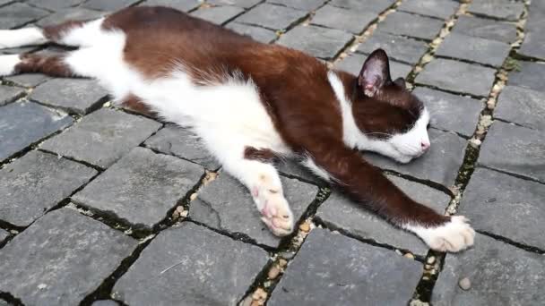 Gato durmiendo en el suelo. — Vídeo de stock