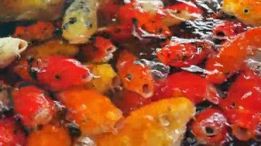 Koi bok balığı yüzme videosu yavaş çekim.