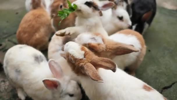 Bunny rabbits eating food zoo animal feeding, slow motion. — Stock Video