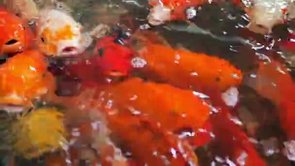 Koi mierda natación peces cámara lenta . — Vídeos de Stock