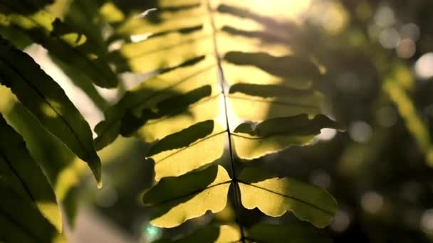 Blur nature fern stem in slow motion, vintage style. — Stock Video