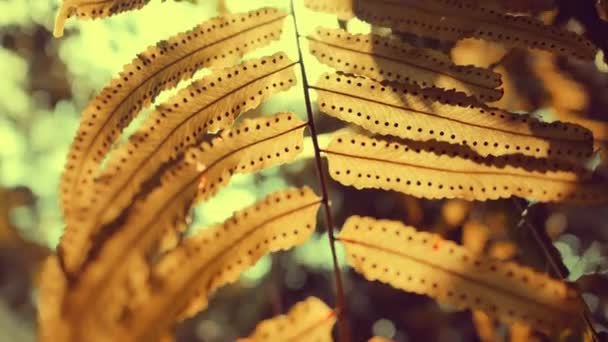 Sun glimmering through dry fern leaves, vintage style. — Stock Video