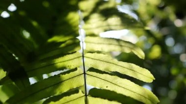 Eğreltiotu yeşil yapraklarında parıldayan güneş, yavaş çekim.
