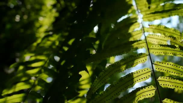 明るいサンビームの背景を持つシダの緑の葉. — ストック動画