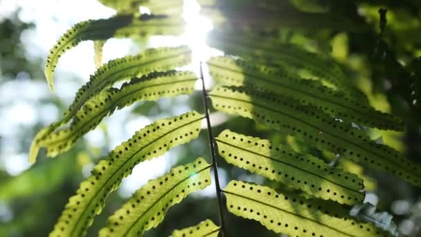 Tracking shot sun glimmering through fern leaves, slow motion. — ストック動画