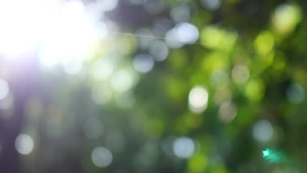 Bokeh blurred green leaves tree with sunbeams. — Stock Video