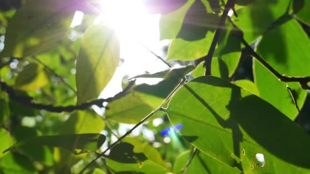 Langzame beweging van zonlicht glinsterend door groene bladeren. — Stockvideo