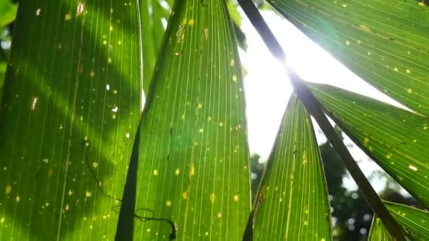 Disparo en movimiento bajo las hojas del árbol con luz solar . — Vídeo de stock