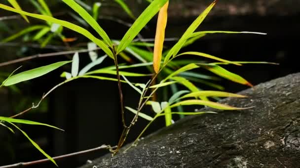 庭の笹の葉と木. — ストック動画
