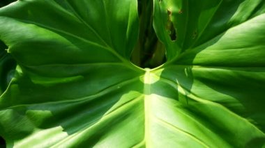 Ekosistem kavramları için taze yeşil yapraklar.