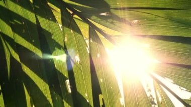 Güneş ışığı yeşil yaprakların arasında parıldıyor. Palmiye ağaçları, mahsul..