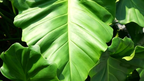 Tracking shot di foglie verdi tropicali al rallentatore . — Video Stock