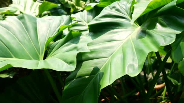 천연 녹색 잎 과 식물의 배경. — 비디오