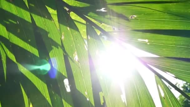 Sonnenlicht schimmert durch grüne Blätter Palmen.