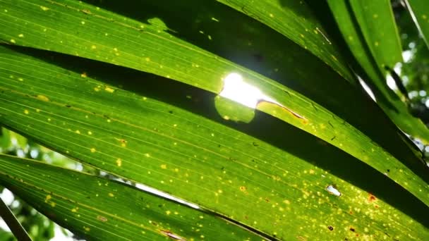 Zonlicht glinstert door groene bladeren. — Stockvideo