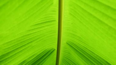 Greenery abstract background, tropical plants banana leaf.