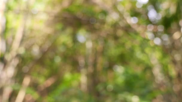 Bokeh background of bamboo forest. — Stockvideo