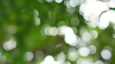 Doğal gün ışığında odağını kaybetmiş yeşil ağaçlar.