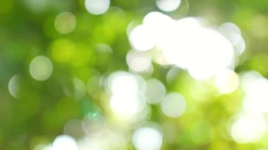 Yeşil yaprakların soyut mavimsi arkaplanı.