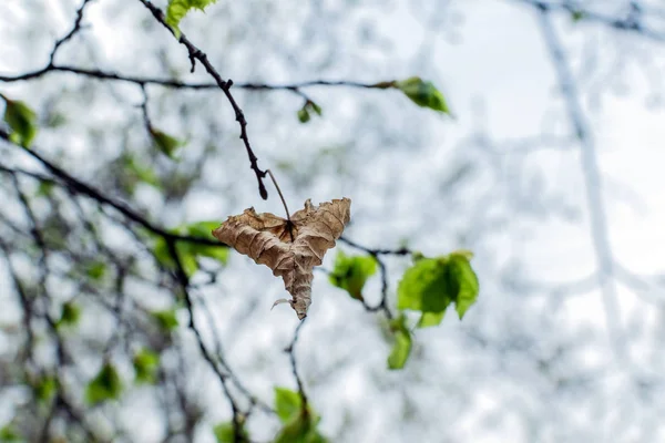 ilkbaharda yeşil yaprakların arka planda kurutulmuş sonbahar yaprağı yakın çekim