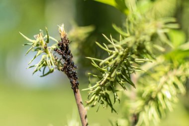 Yeşil dalda, yaprak bitlerinin yanında büyük karıncalar