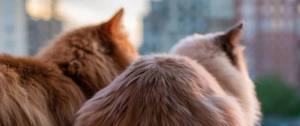 iki güzel evcil kedi gün batımına karşı balkonda yan yana oturup