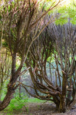 eski ormanda çarpık dalları ile inanılmaz ağaç