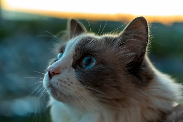 Tamkatt med en vacker look med blå ögon sitter på balkongen titta på fågeln — Stockfoto