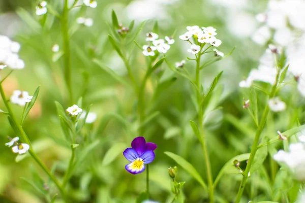 Tarla pennycress, calendula, fumitory gibi sebze bahçesinde weeds ile Yaz çayır. Küçük mor furmitory çiçekler yemyeşil bolluk okyanusta havadar serçe parmaksi sis yapmak için bulanık.