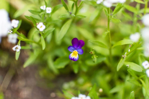 Tarla pennycress, calendula, fumitory gibi sebze bahçesinde weeds ile Yaz çayır. Küçük mor furmitory çiçekler yemyeşil bolluk okyanusta havadar serçe parmaksi sis yapmak için bulanık.