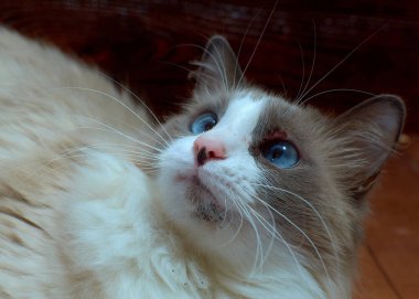 Evcil bir kedinin içindeki sivilce. Evcil kedilerde alerjik deri hastalıkları. Evcil bir kedinin ağızlık takan tarakları.