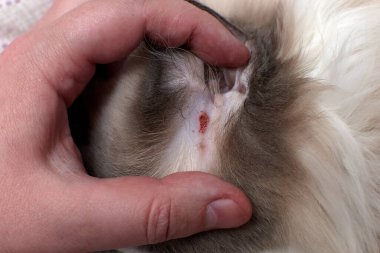Evcil kedilerde alerjik deri hastalıkları. Evcil bir kedinin kulağını tırmalıyorsun. Evcil bir kedinin dermatiti..