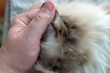 Evcil kedilerde alerjik deri hastalıkları. Evcil bir kedinin kulağını tırmalıyorsun. Evcil bir kedinin dermatiti..