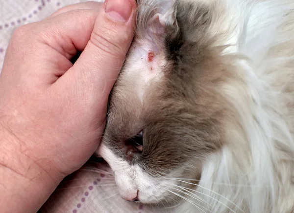 Evcil kedilerde alerjik deri hastalıkları. Evcil bir kedinin kulağını tırmalıyorsun. Evcil bir kedinin dermatiti..