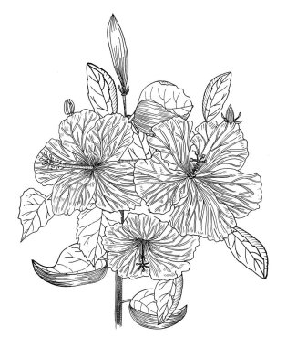 Suluboya balıkları, deniz kabukları seti.