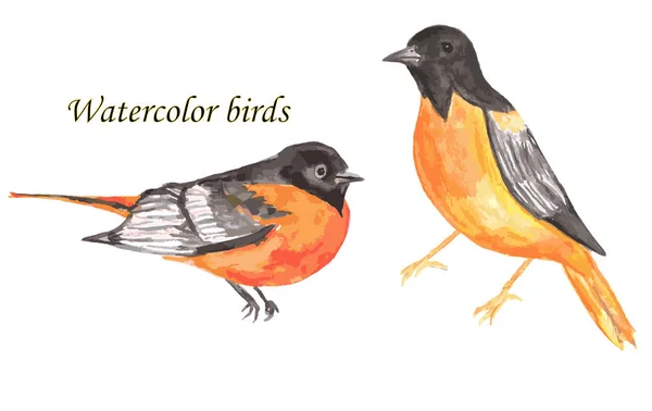 水彩画の鳥のセット オリオール — ストック写真
