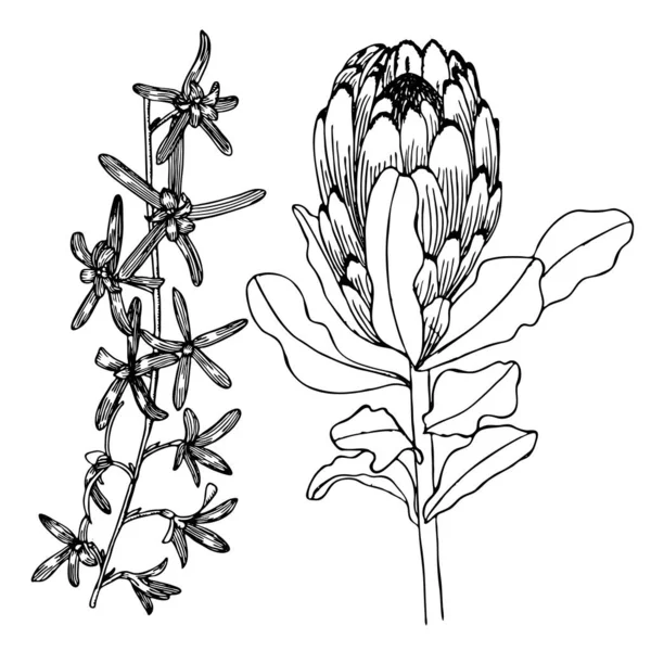 Protea. Çay dansı. El çizilmiş. Botanik illüstrasyon