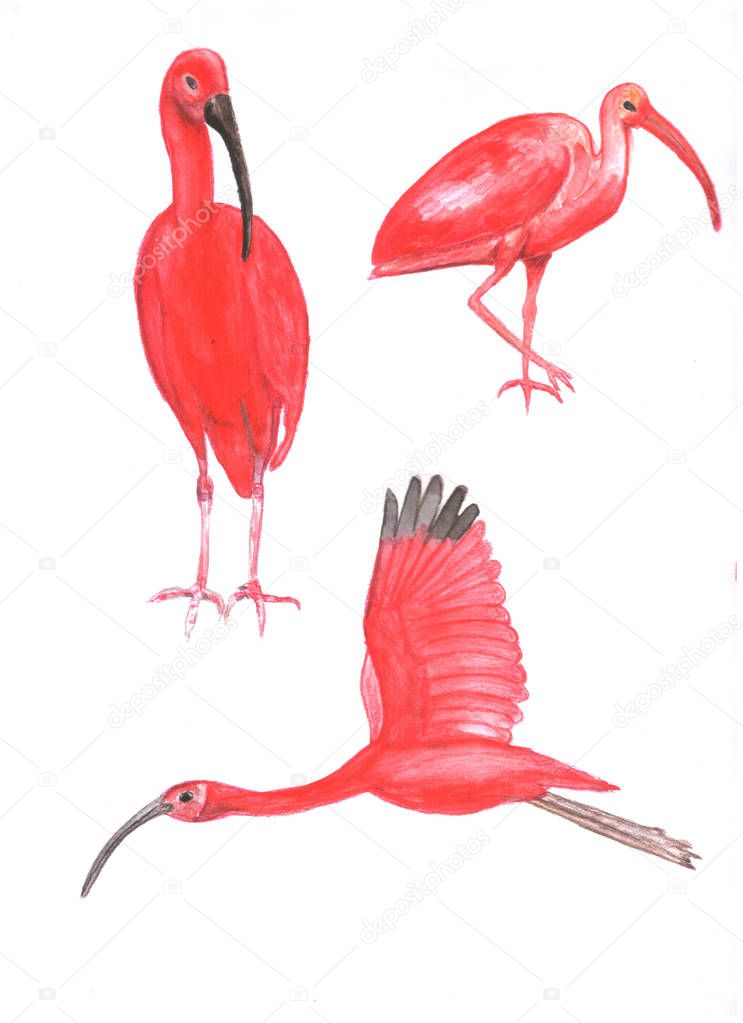 Set of watercolor birds. Ibis.