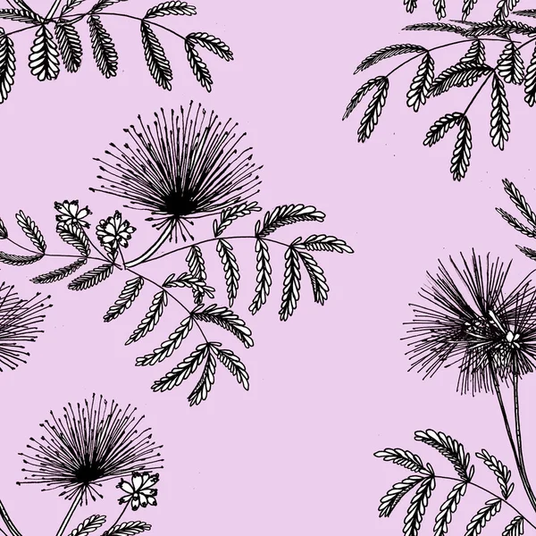 Kalliandra ile dikişsiz desen. Elle çizilmiş.