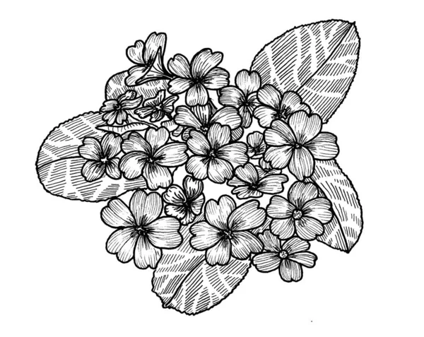 Botanical drawing. Primula. Graphics.