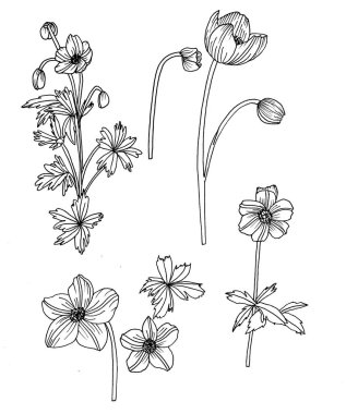 Botanik çizim. Çiçek krokisi.