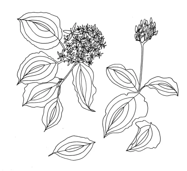 Desenho Botânico Esboço Flores — Fotografia de Stock