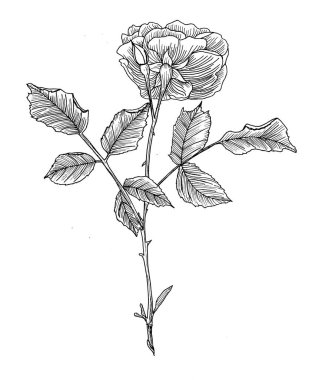 El çizimi siyah çiçek