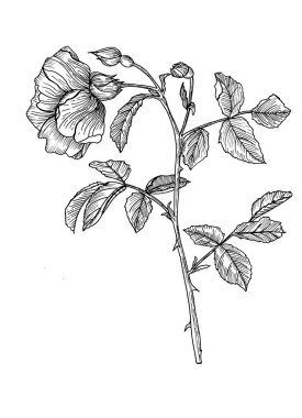 Gül 'ün botanik çizimi