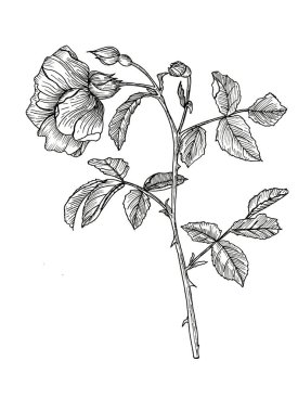 Beyaz arkaplana el çizimi siyah beyaz çiçek. gül